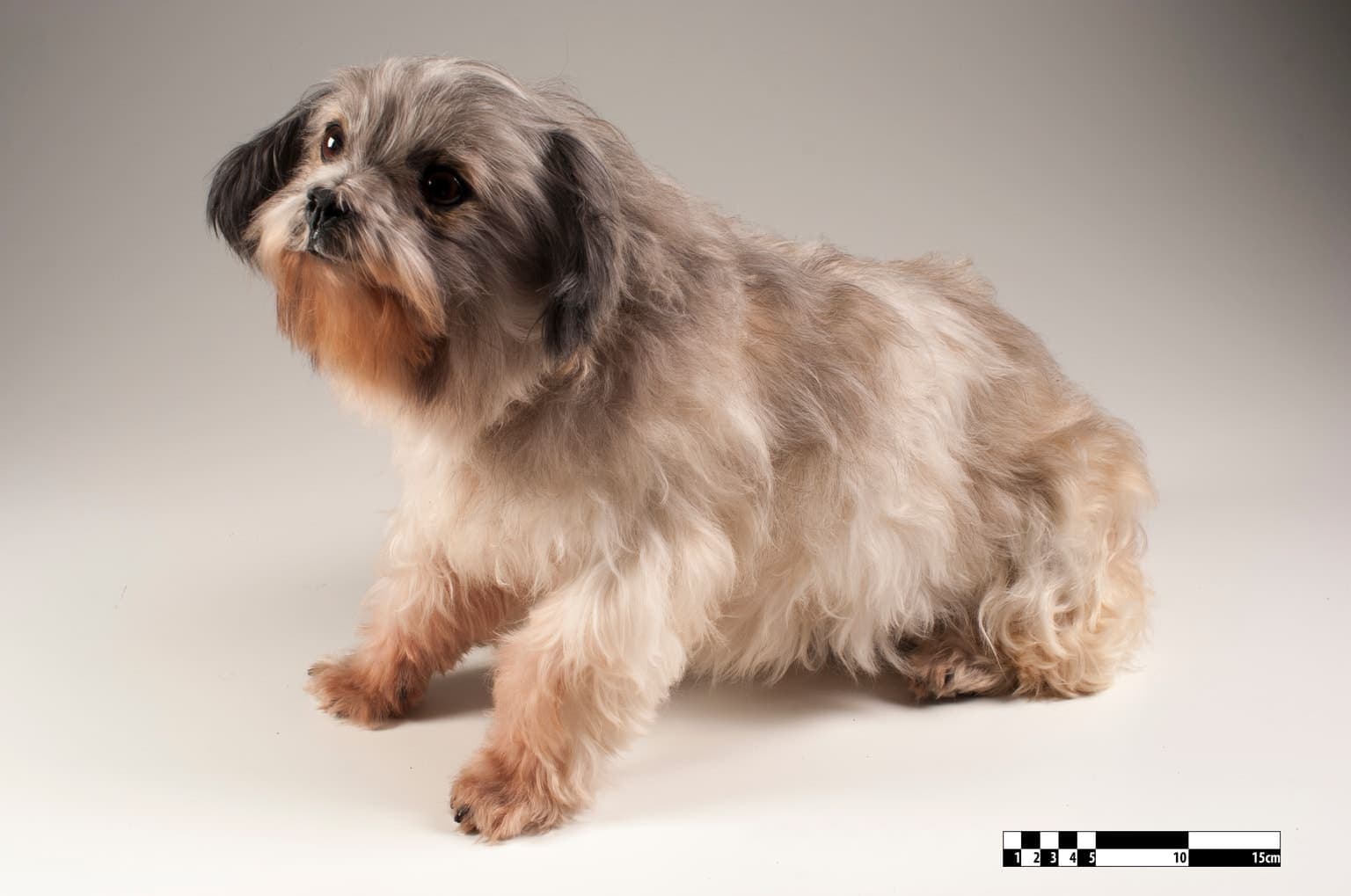 A grey-and-tan Lhasa Apso stands against a plain grey studio backdrop, its long floor-length coat parted down the back.