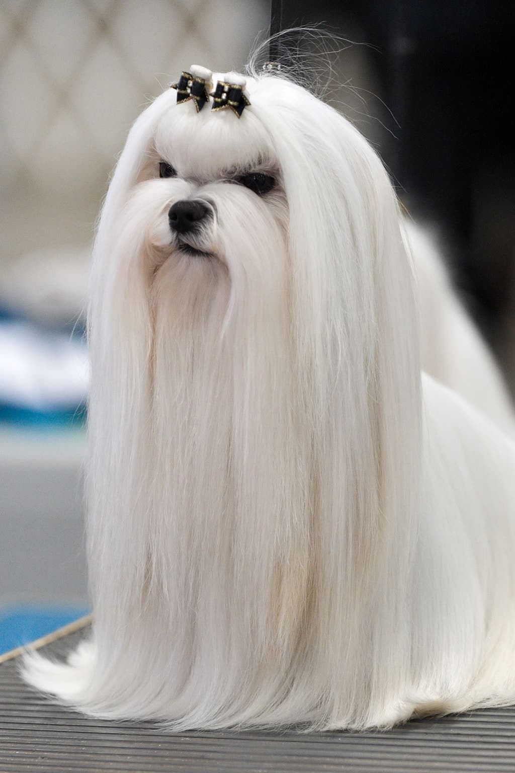 Show-groomed Maltese sitting with a floor-length white silky coat, dark eyes, and black bows in its topknot.