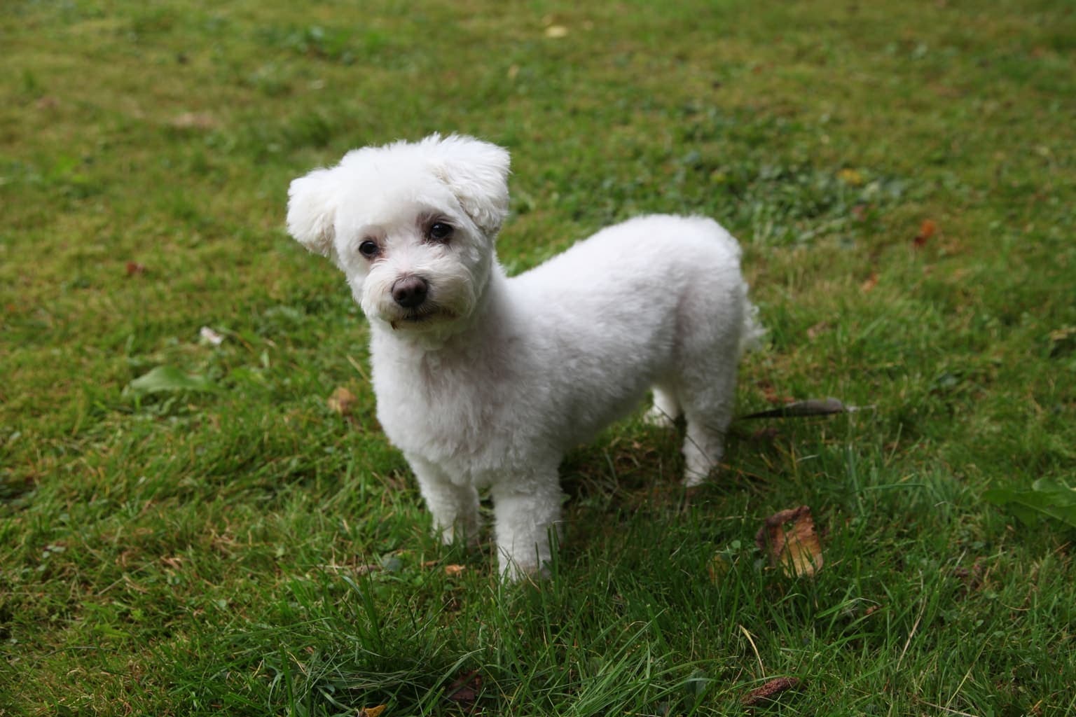 A white Maltese with a trimmed puppy cut stands in green grass, its whole body visible in natural outdoor light.