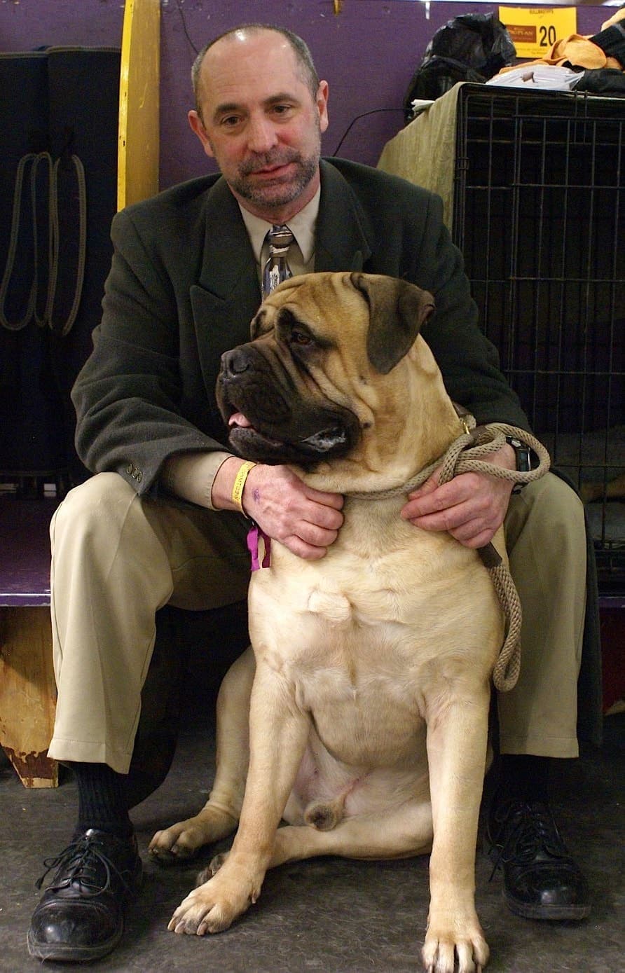 Close-up of a Mastiff's face with tongue out, showing loose jowls and wrinkled forehead from a slightly different angle.