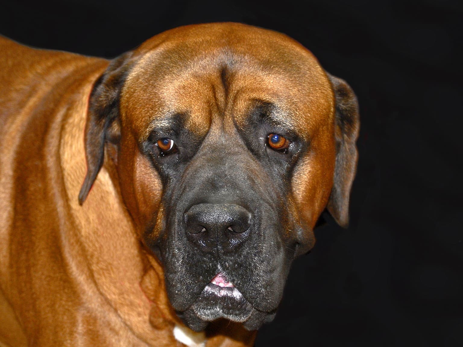 Close-up head portrait of a fawn Mastiff against a plain dark background, showing its heavy wrinkled face and dark mask.