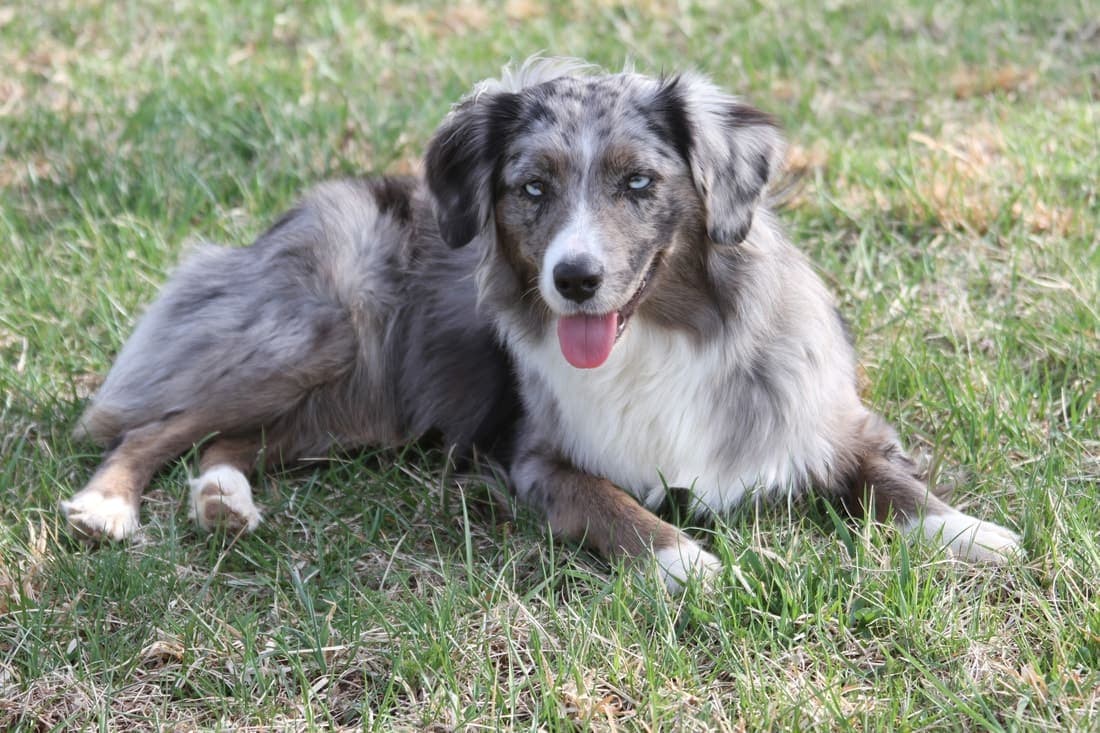 A blue merle Miniature American Shepherd lies in grass with tongue out, a different pose and angle.