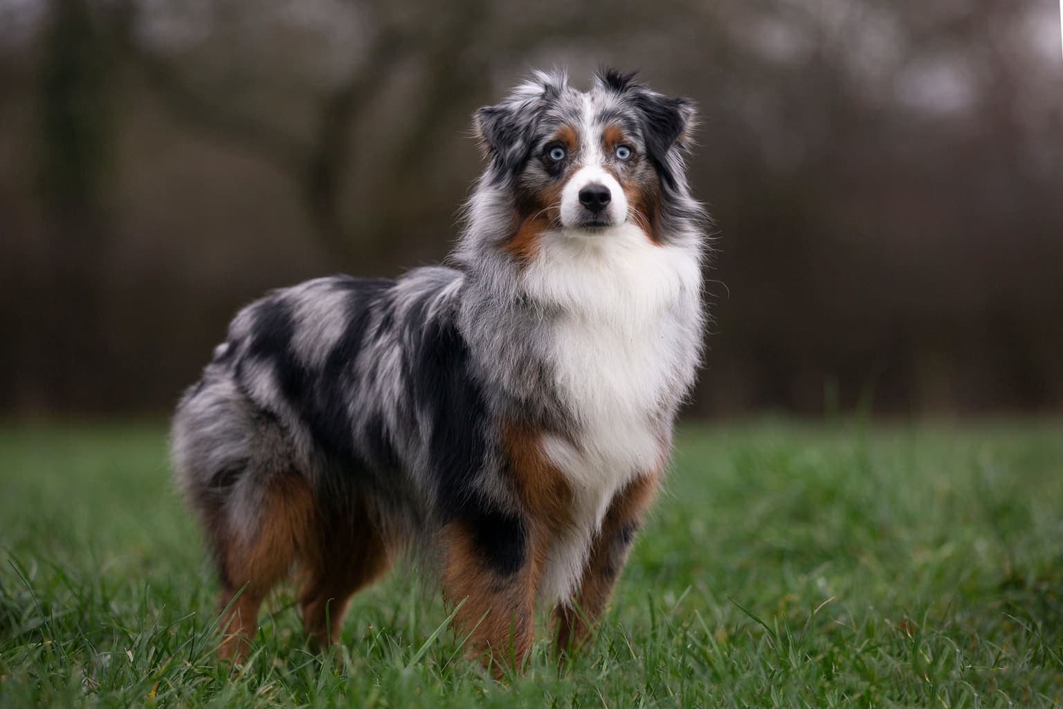 A blue merle Miniature American Shepherd stands alert on grass with blue eyes, whole body visible against a blurred natural background.
