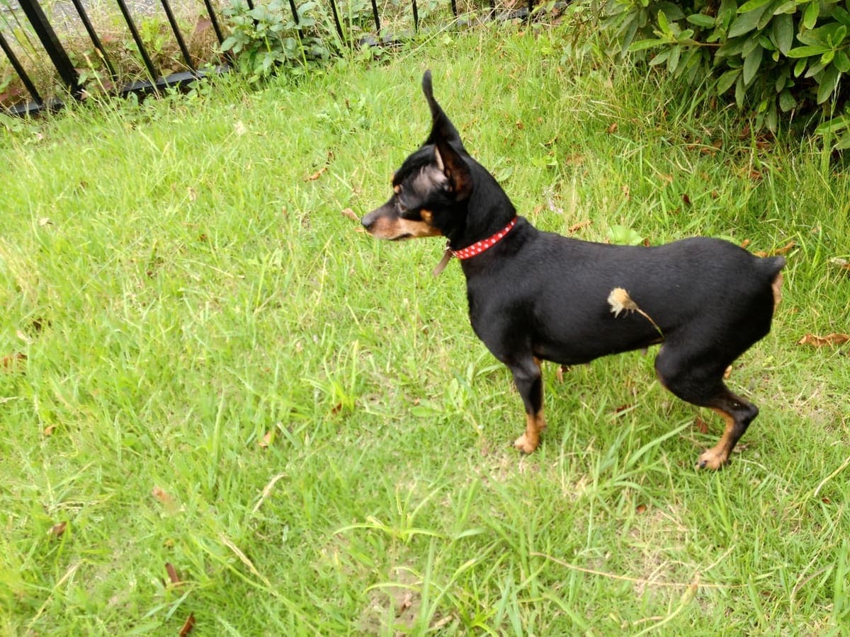 A black-and-tan Miniature Pinscher stands in profile on grass, docked tail up, looking off to the side.