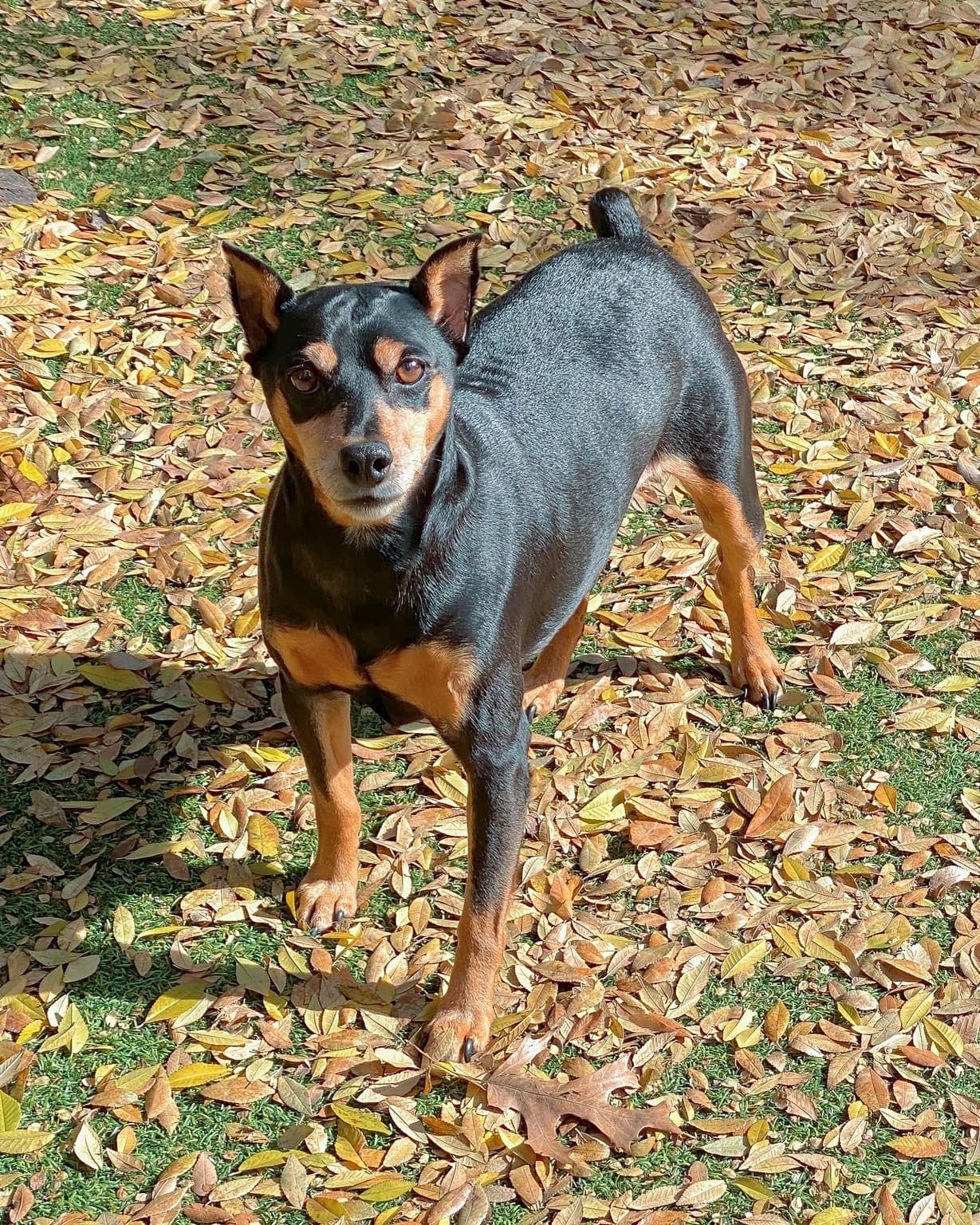 A black-and-tan Miniature Pinscher stands on fallen autumn leaves, whole body facing the camera with ears erect.