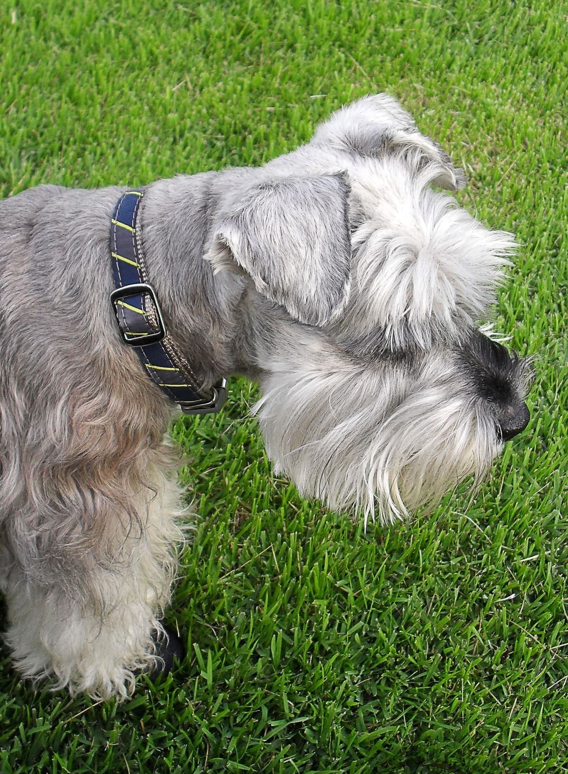 Close-up profile of a Miniature Schnauzer's bearded head in grass, showing its wiry grey-and-white facial furnishings.