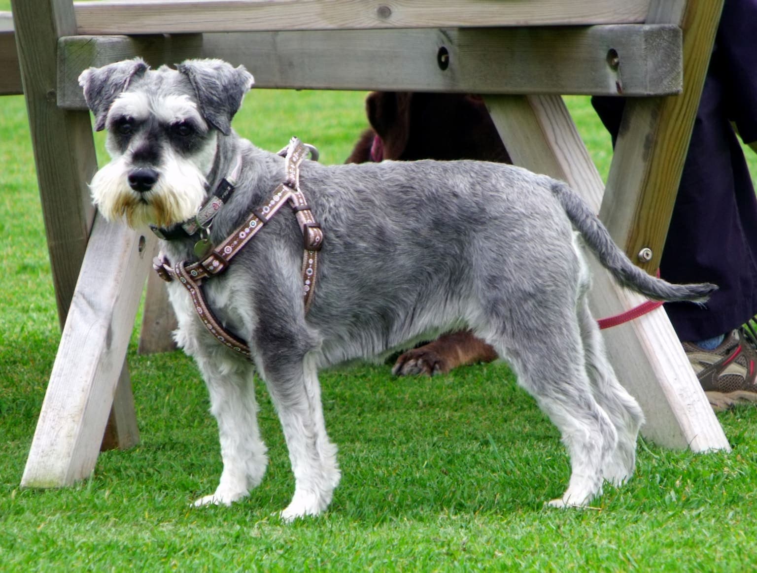 A salt-and-pepper Miniature Schnauzer wearing a harness stands alert on grass near a picnic table, whole body visible in profile.