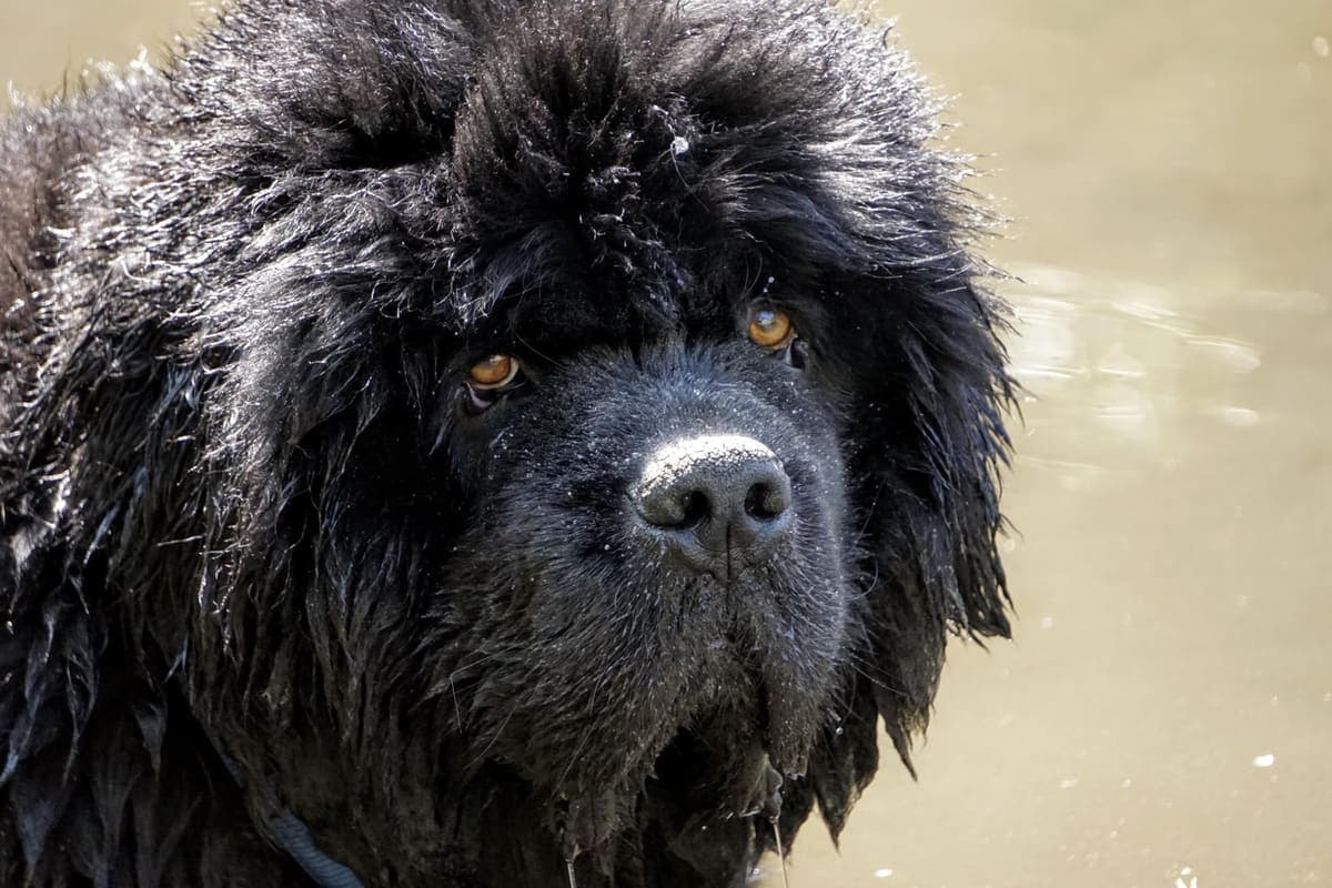 Close-up of a black Newfoundland's wet face after swimming, offering a different coat color and an intimate angle.