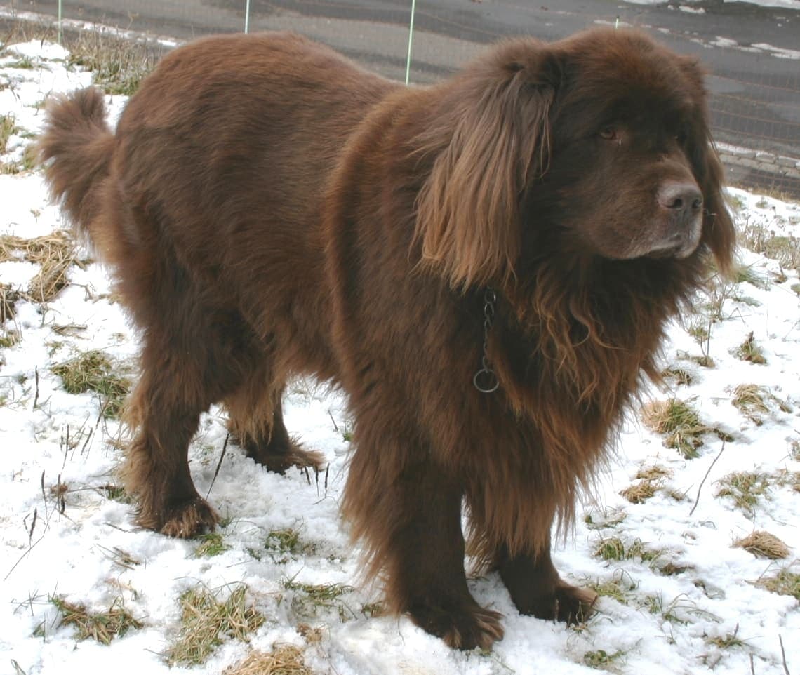 A brown Newfoundland stands in full profile on snowy ground, its thick double coat and large frame clearly visible.