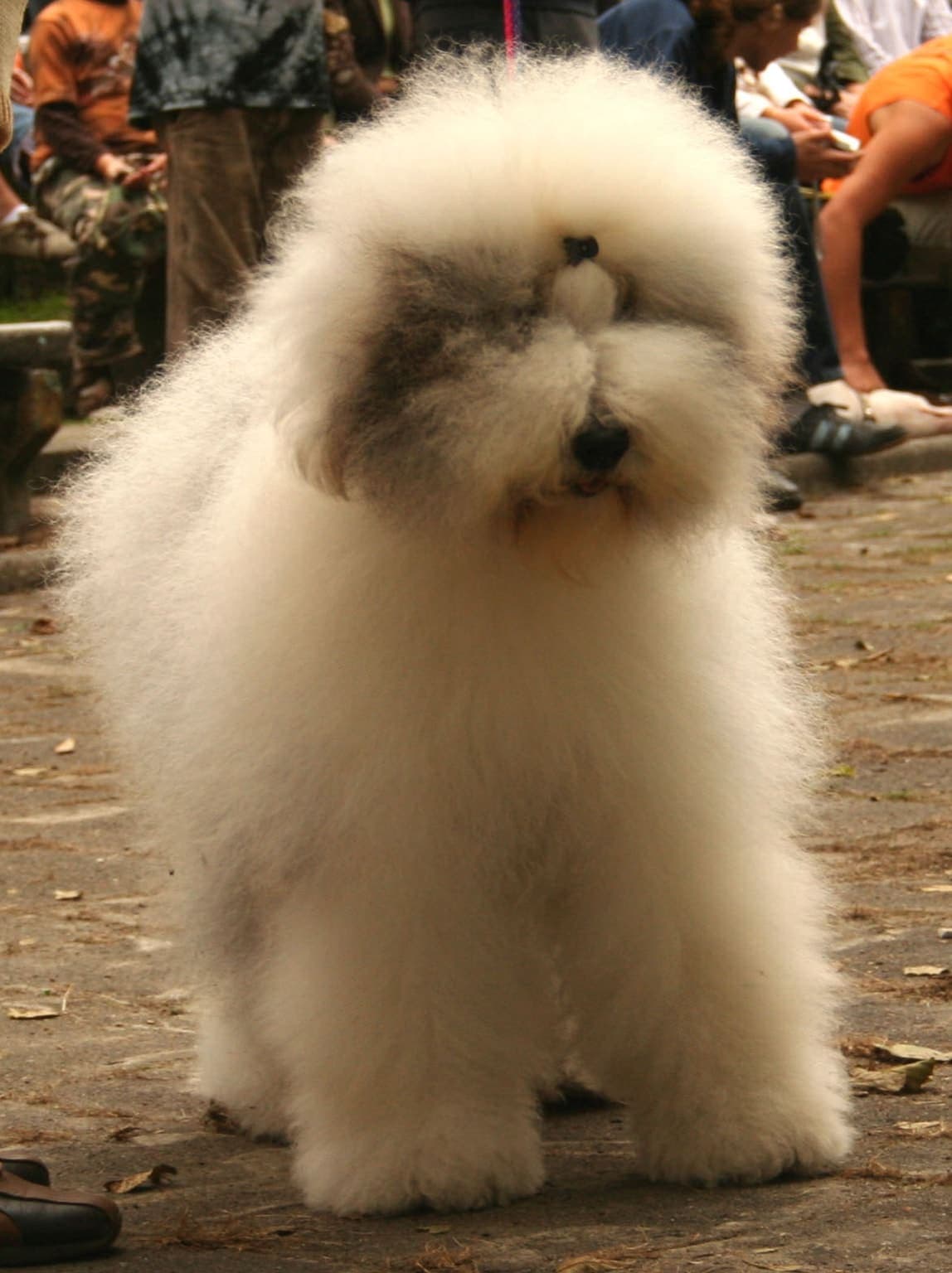 Close front-facing portrait of a fluffy white and gray Old English Sheepdog's face, sitting outdoors.