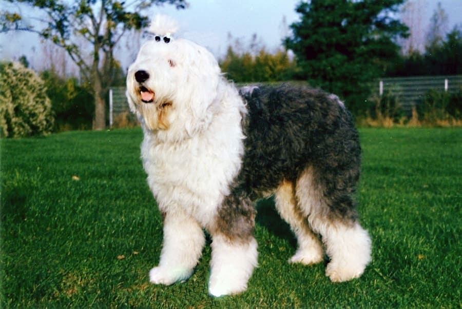 A gray and white Old English Sheepdog stands full-body in profile on a lawn, its shaggy double coat clearly visible.