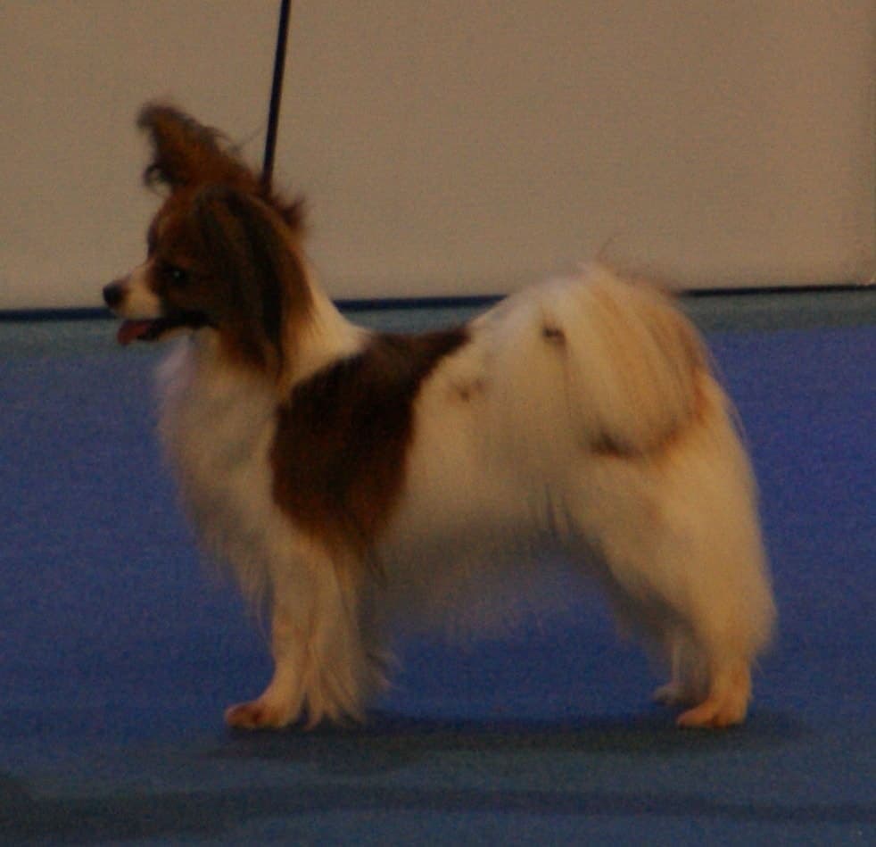 A tricolor Papillon stands in grass, its fringed ears, plumed tail, and long silky coat visible from the side.