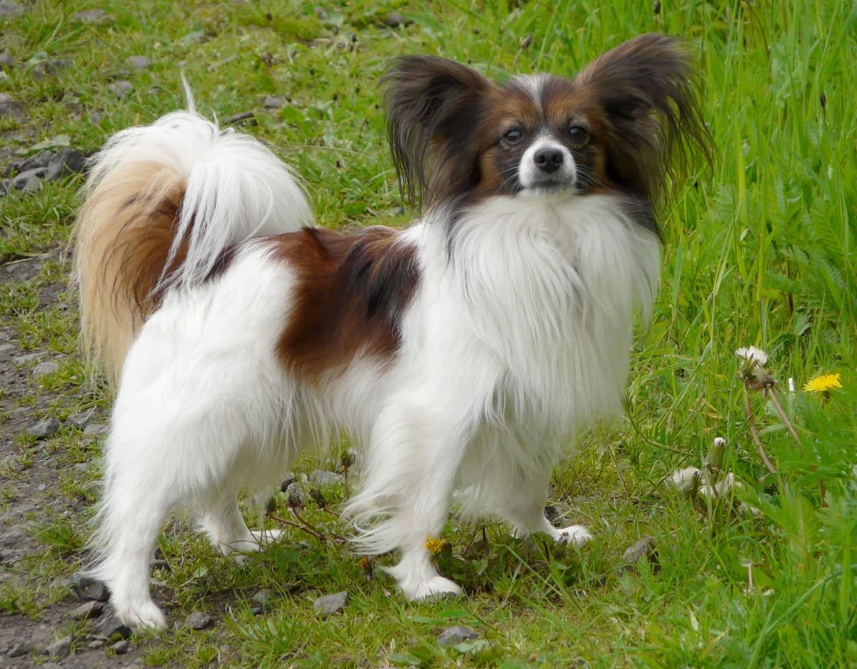 A black-and-white Papillon sits among yellow autumn leaves, its large fringed butterfly ears held wide and alert.