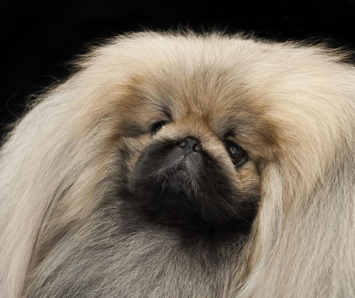 Close-up face portrait of a cream Pekingese against a black background, showing its wrinkled flat muzzle and long fur.