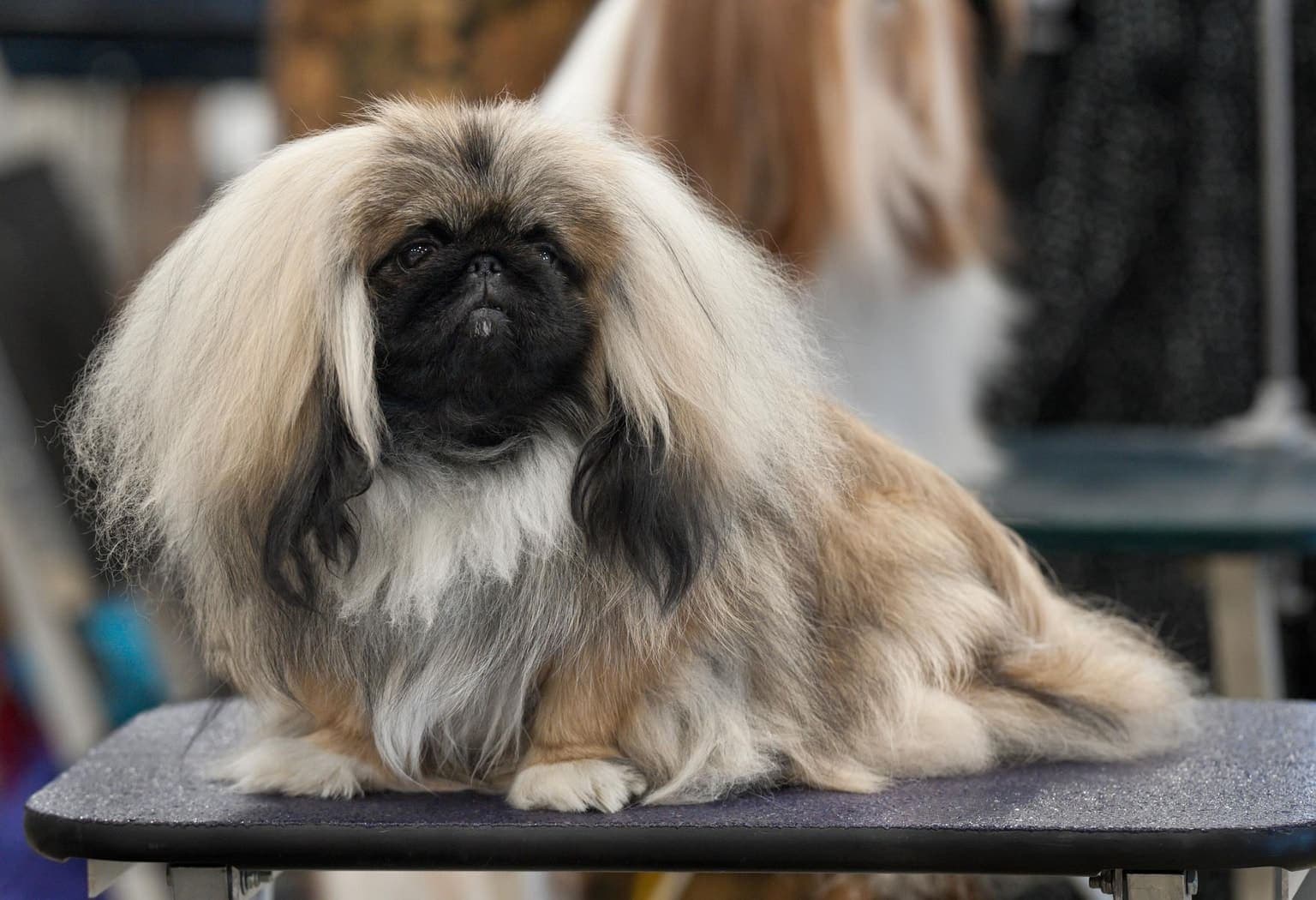 A cream-and-black Pekingese sits on a grooming table, its profuse long coat and flat dark face fully visible.