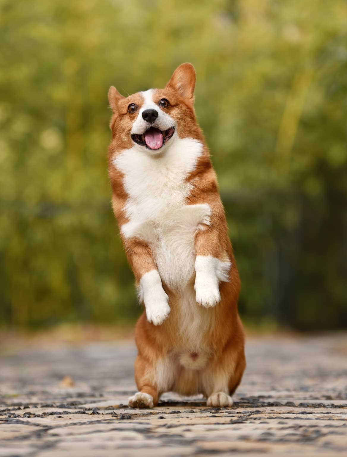 A fawn-and-white Pembroke Welsh Corgi sits up on its hind legs facing the camera with tongue out, against a blurred outdoor background.