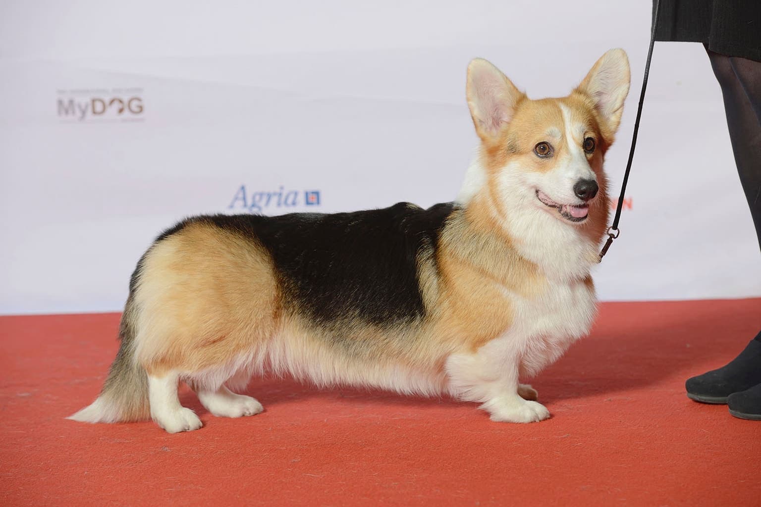 A tricolor Pembroke Welsh Corgi stands in full profile on a show floor, its short legs, long body, and big ears clearly visible.