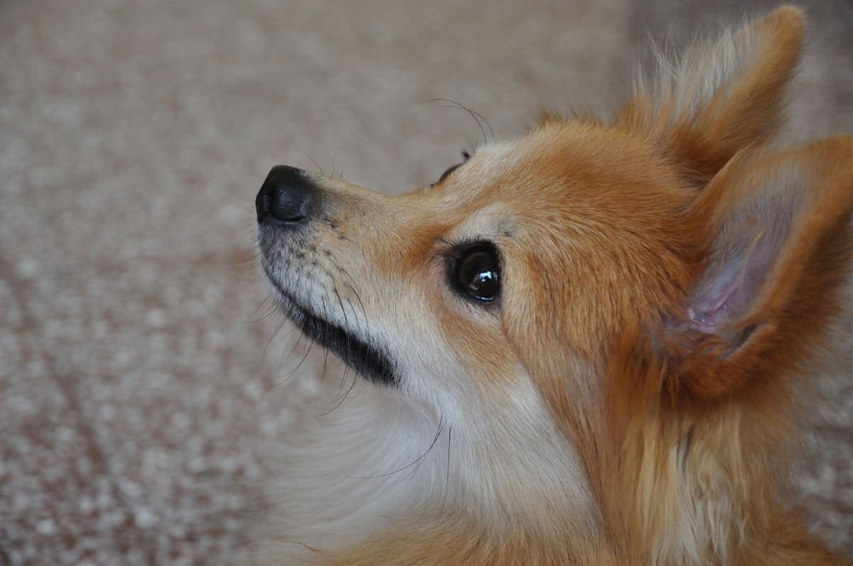 Close side profile of an orange Pomeranian's face and perked ears, indoors.