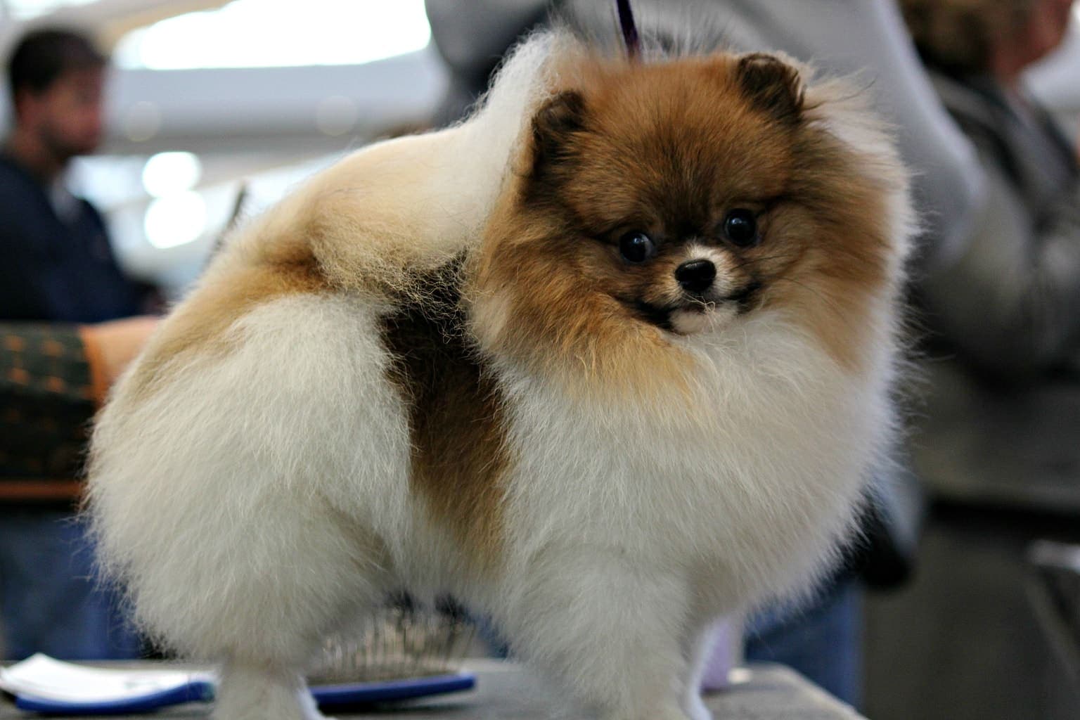 An orange and white parti-colored Pomeranian stands full-body, its thick fluffy coat and fox-like face visible indoors.