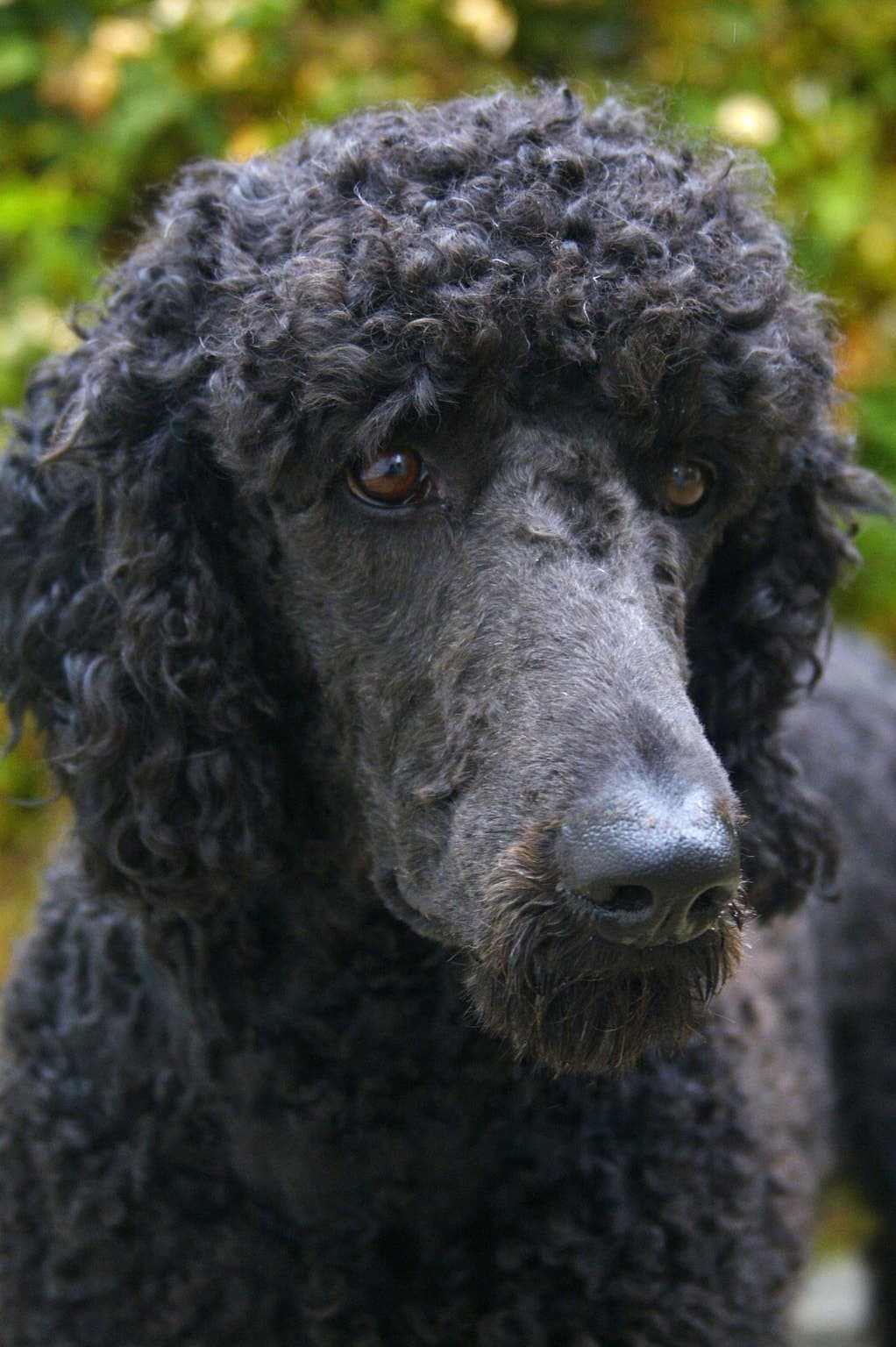 Close-up of a black Standard Poodle's curly-coated face outdoors against green foliage, with warm brown eyes.