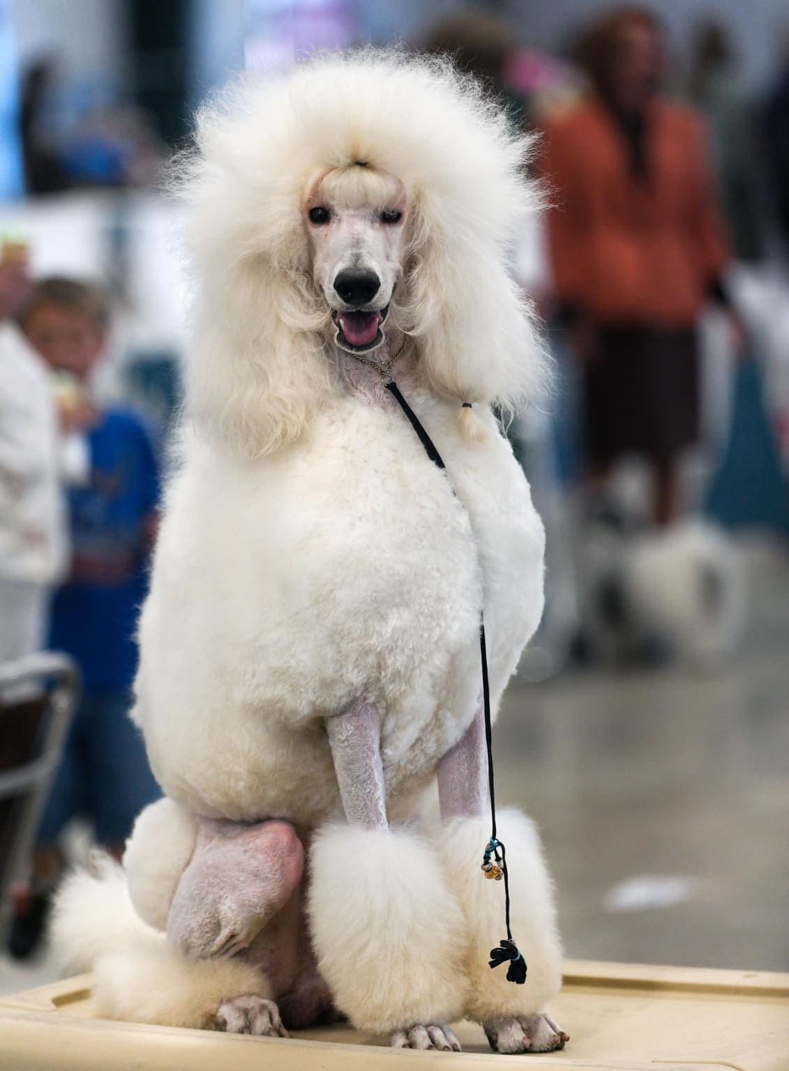 A white Standard Poodle in a continental show clip sits facing the camera, mouth open, with people blurred in the background.