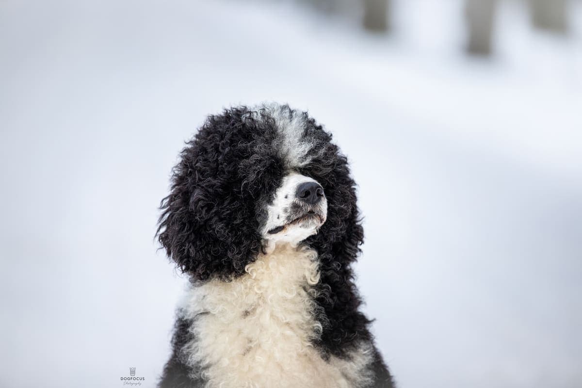 Close-up of a black-and-white Portuguese Water Dog's curly-coated head and neck against a snowy backdrop.