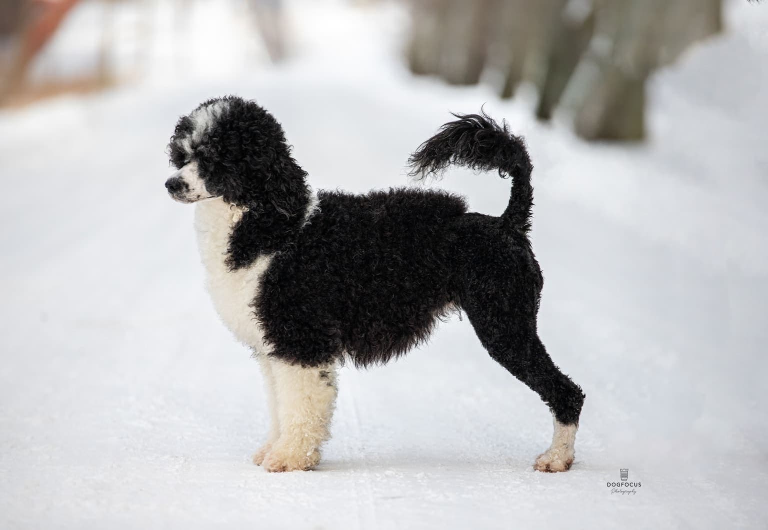 A black-and-white Portuguese Water Dog stands in full side profile on a snowy road, its curly lion-clip coat clearly visible.