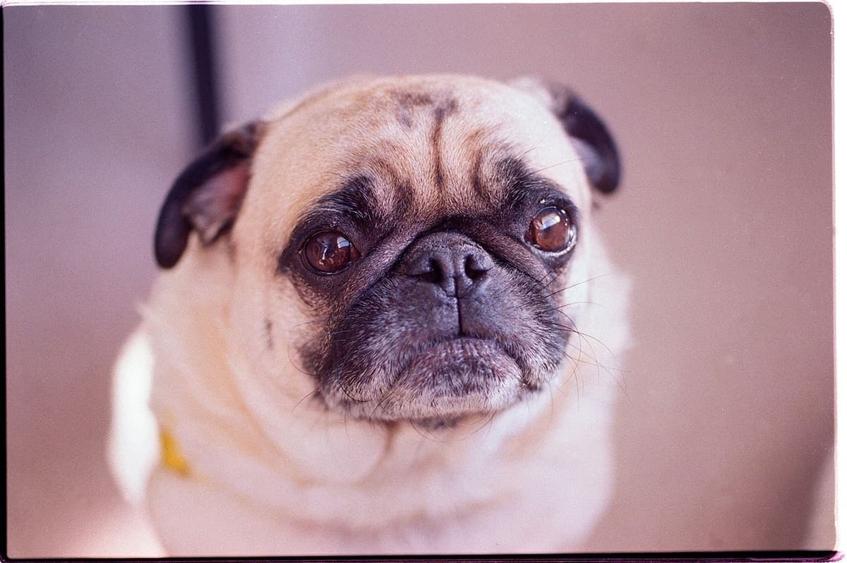 Close-up front-facing portrait of a Pug's wrinkled face with warm lighting, showing its large dark eyes.
