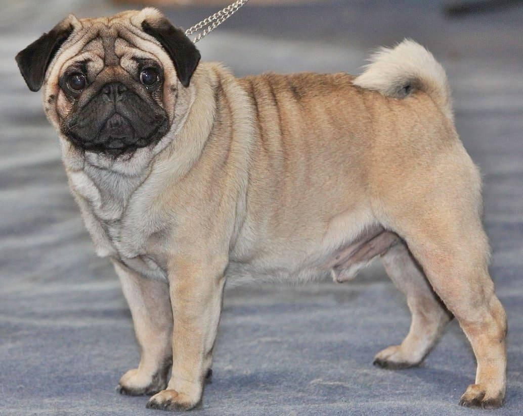A fawn Pug stands in full profile on a plain textured floor, its curled tail and stocky, wrinkled body clearly visible.