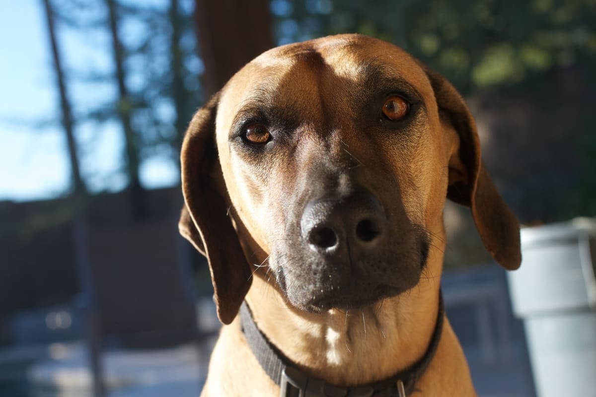 Close head-on portrait of a wheaten Rhodesian Ridgeback wearing a collar, outdoors in warm light.
