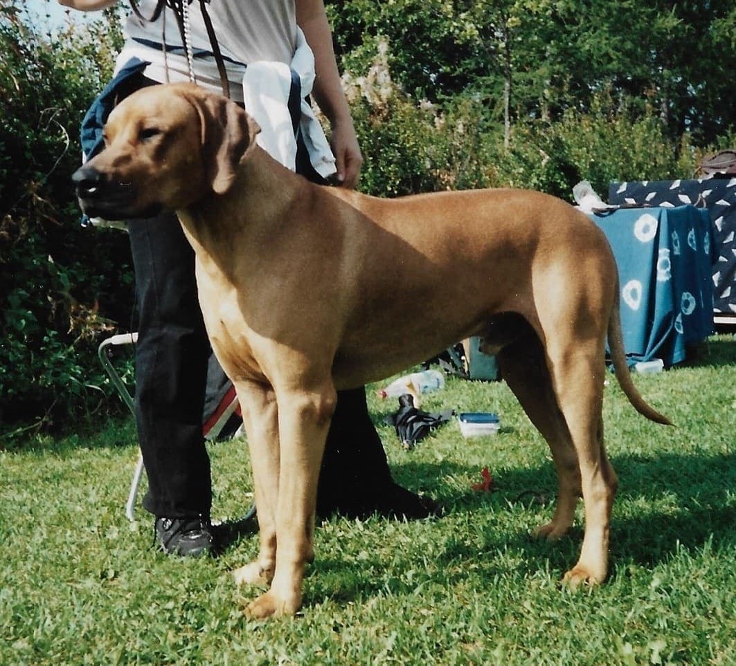 A light wheaten Rhodesian Ridgeback stands full-body in profile on grass in bright sunlight.