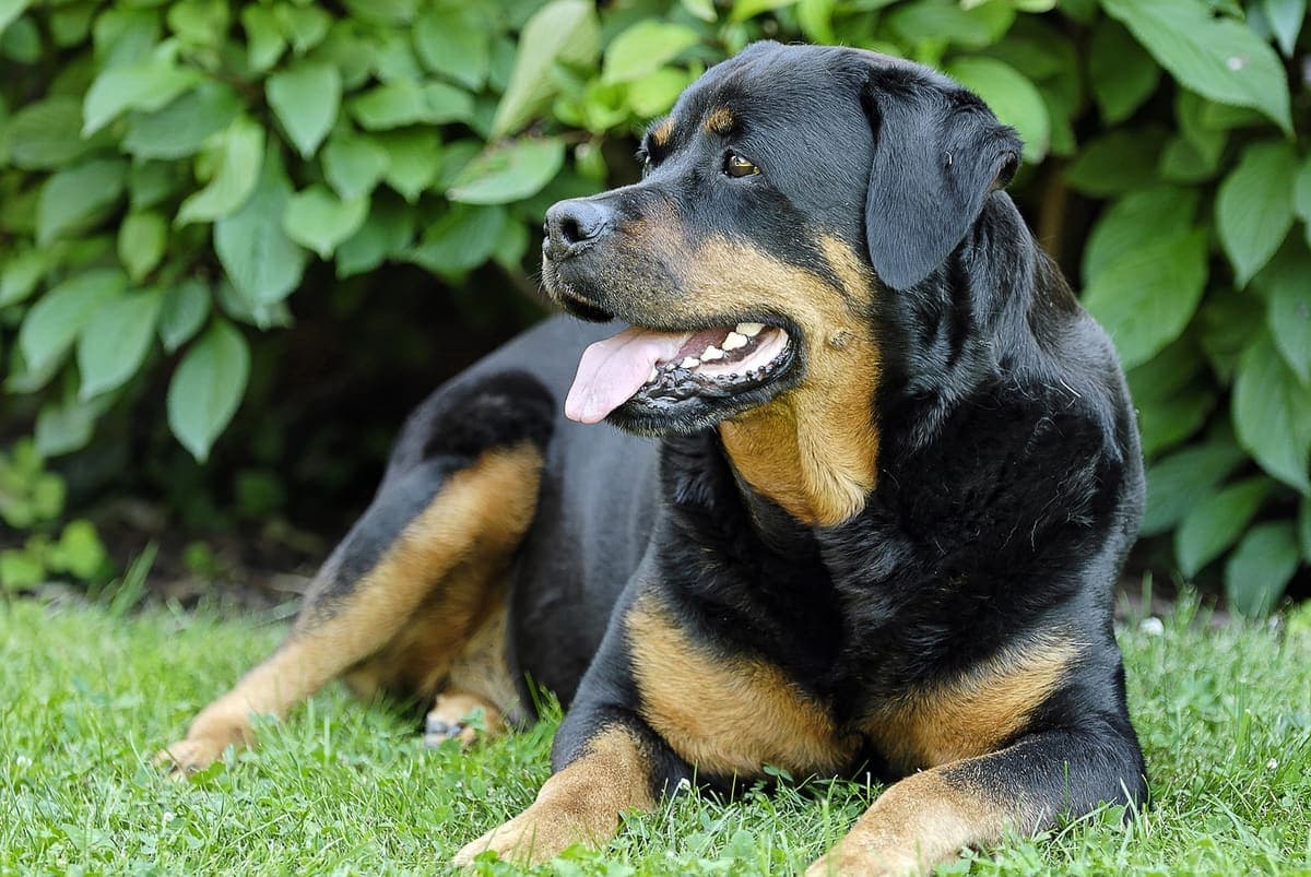 A Rottweiler lies in grass in front of green foliage, head turned to the side with tongue out, showing its tan facial markings.