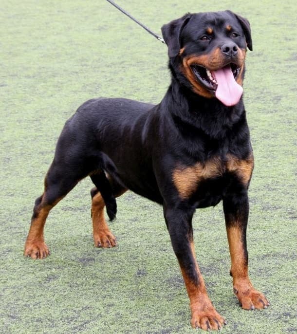 A black-and-tan Rottweiler stands alert on green turf, whole muscular body visible with mouth open and tongue out.