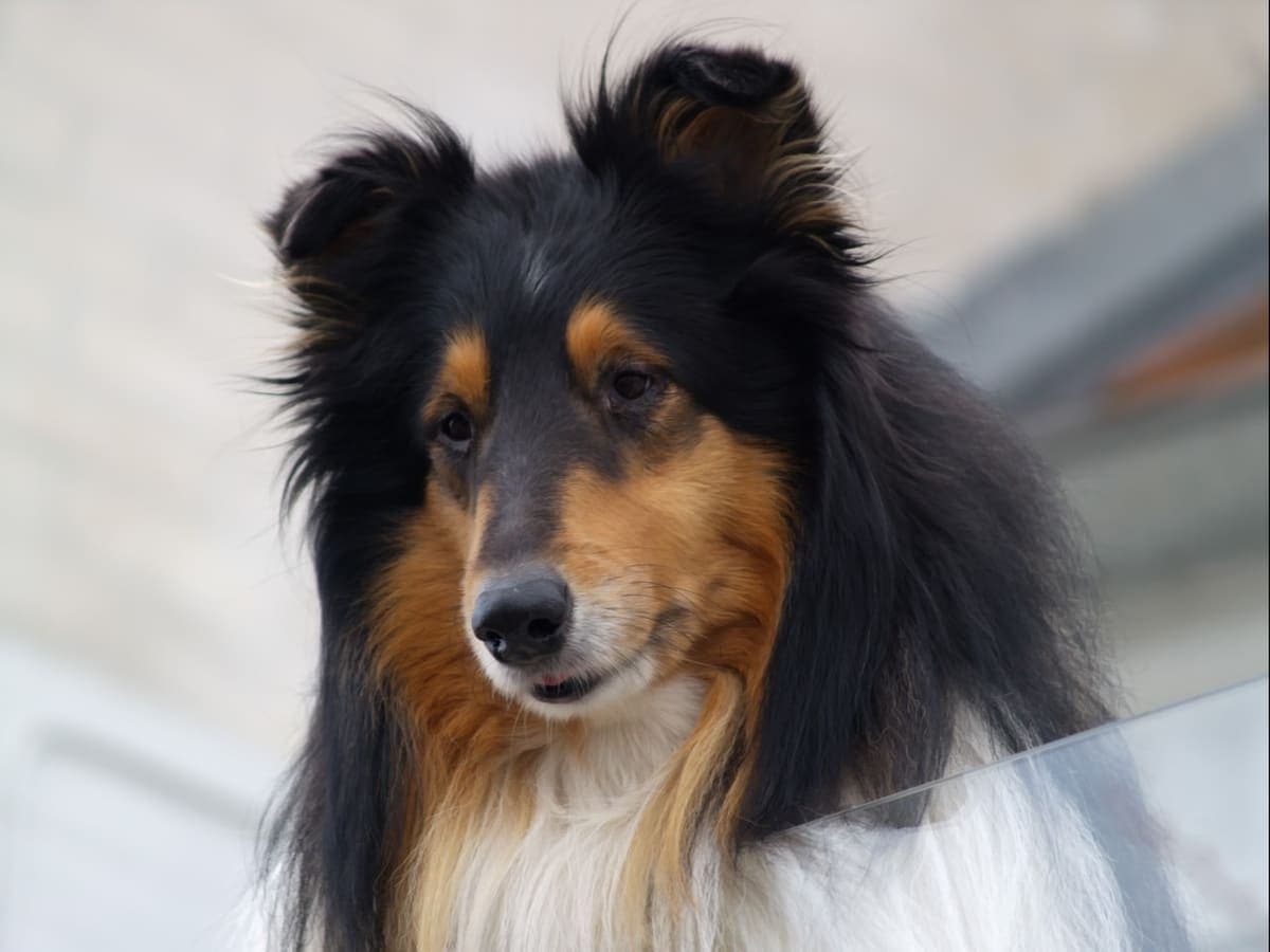 Close-up head portrait of a tricolor Rough Collie against a plain light background, showing its long narrow muzzle.