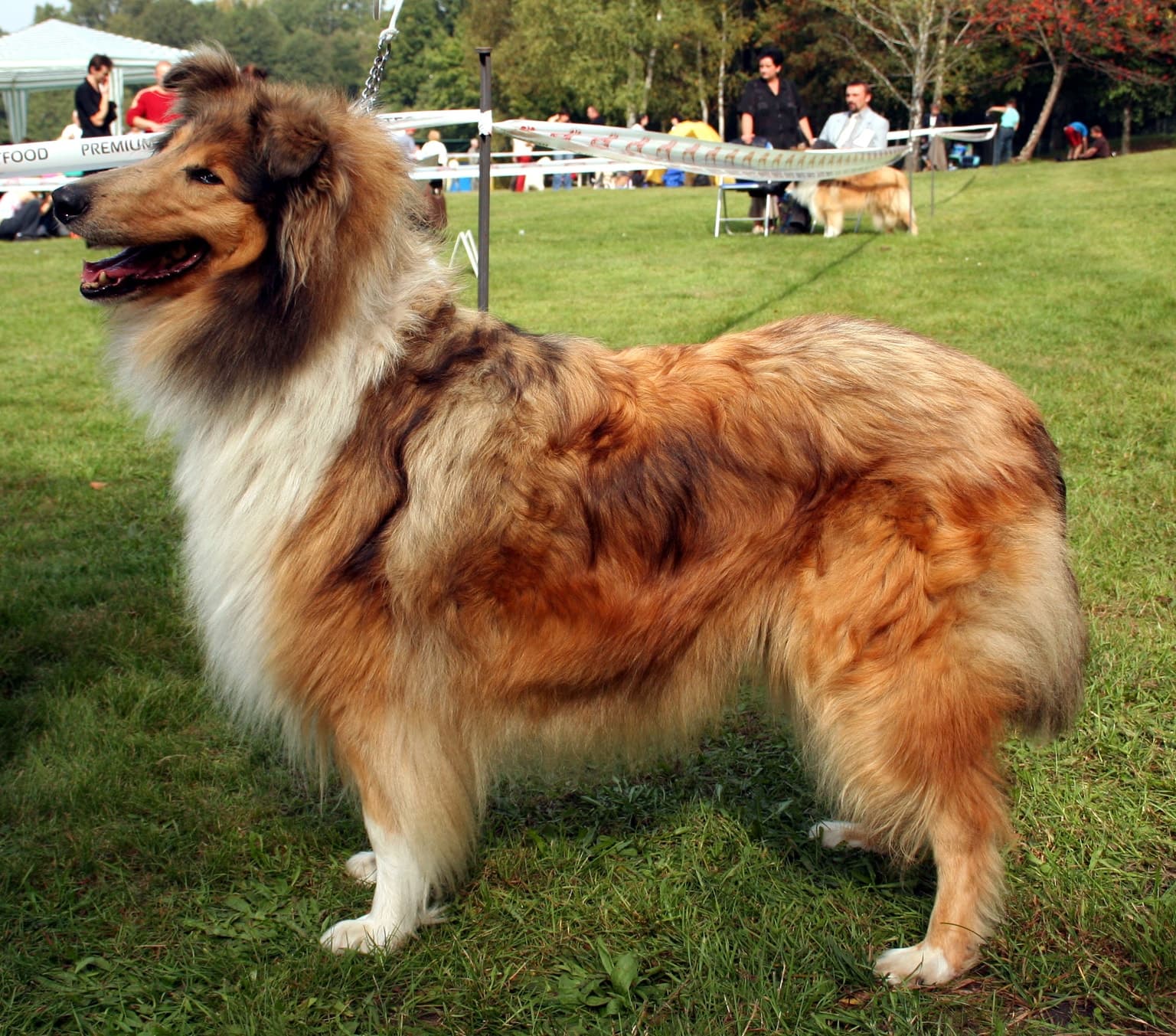 Rough Collie standing outdoors