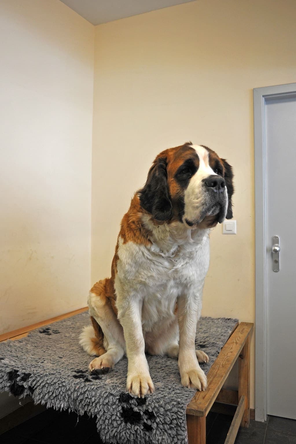 A Saint Bernard sits indoors on a bench, offering a different pose and closer view of its face and chest.