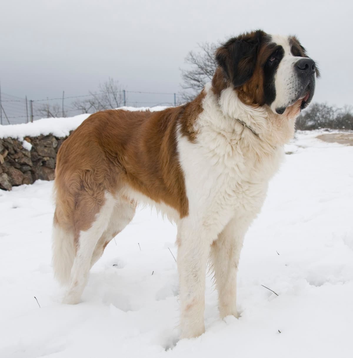 A Saint Bernard stands in full profile on snowy ground with a stone wall and bare trees behind it, its large frame and classic red-and-white coat clearly visible.