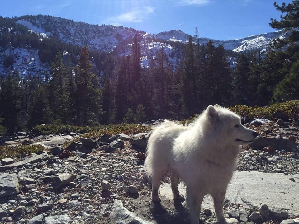 A white Samoyed stands on a rocky trail with snow-capped mountains and pine trees in the background.