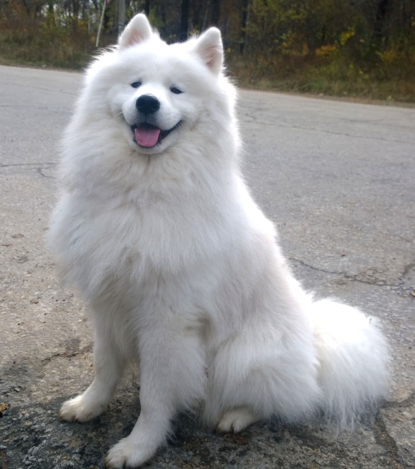 A white Samoyed sits full-body on a road with its mouth open in the breed's characteristic 'smile', set against autumn trees.
