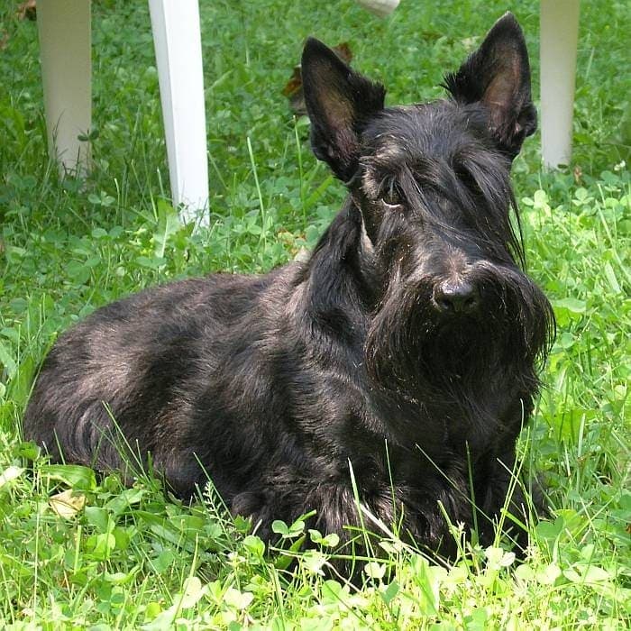 A black Scottish Terrier stands in full side profile on a wooden deck with a lake and trees behind it.