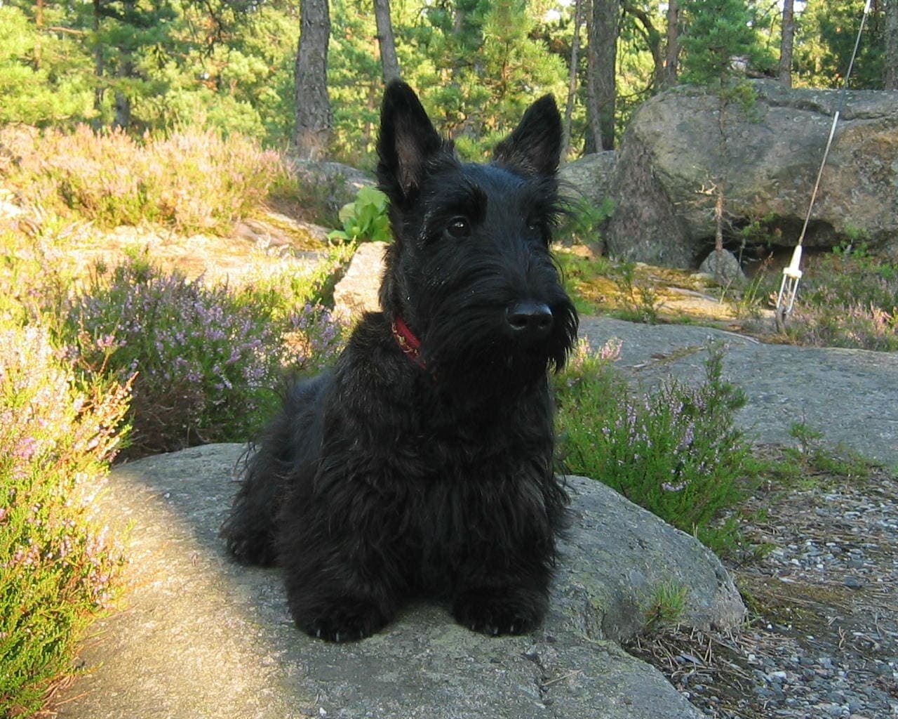A black Scottish Terrier sits on a rock among heather, whole wiry-coated body visible with ears erect.