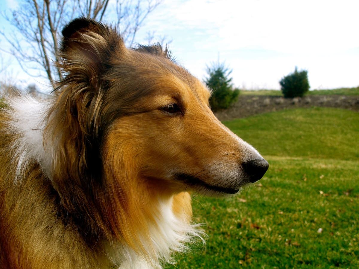 Close-up profile of a sable Shetland Sheepdog's head outdoors against grass and sky.