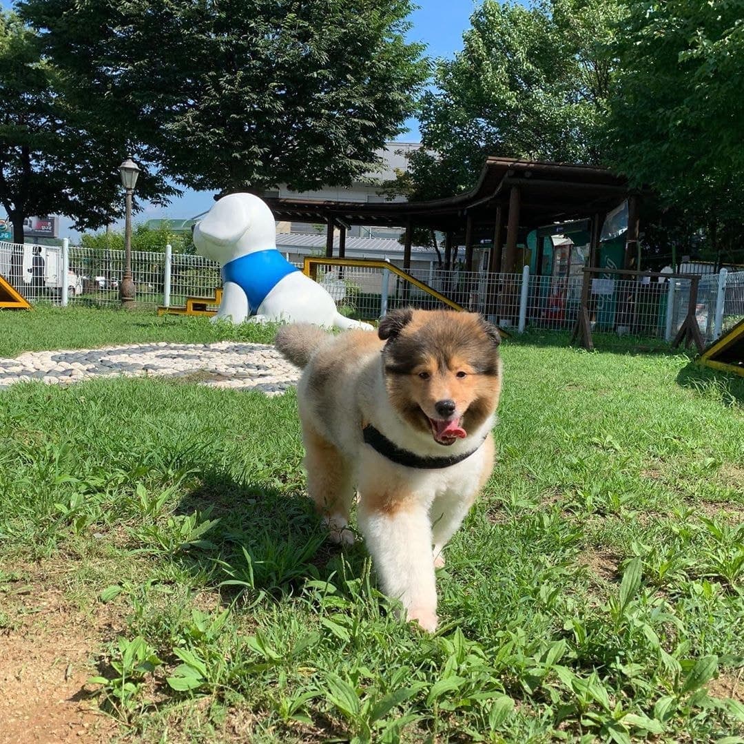 A sable-and-white Shetland Sheepdog walks toward the camera in a park, mouth open, its full body and thick coat visible.