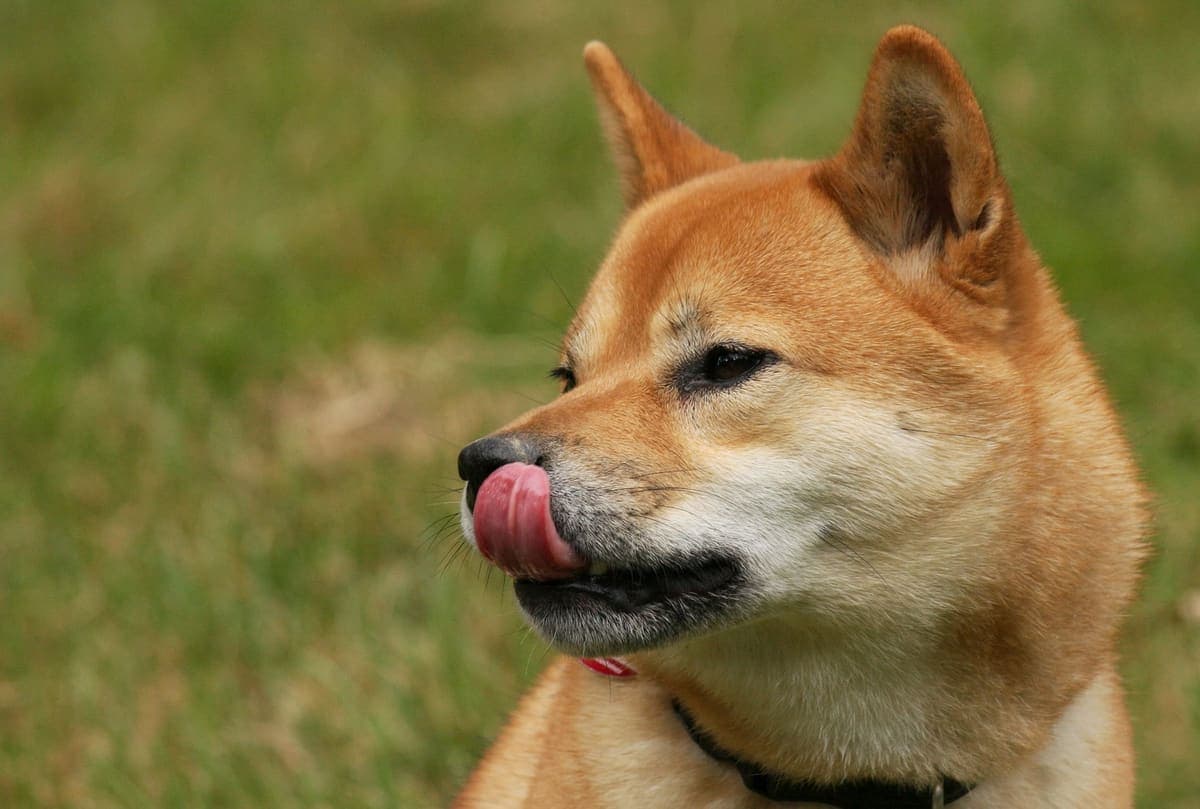 Close-up profile of a Shiba Inu licking its nose outdoors, showing a different angle and expression against a grassy backdrop.