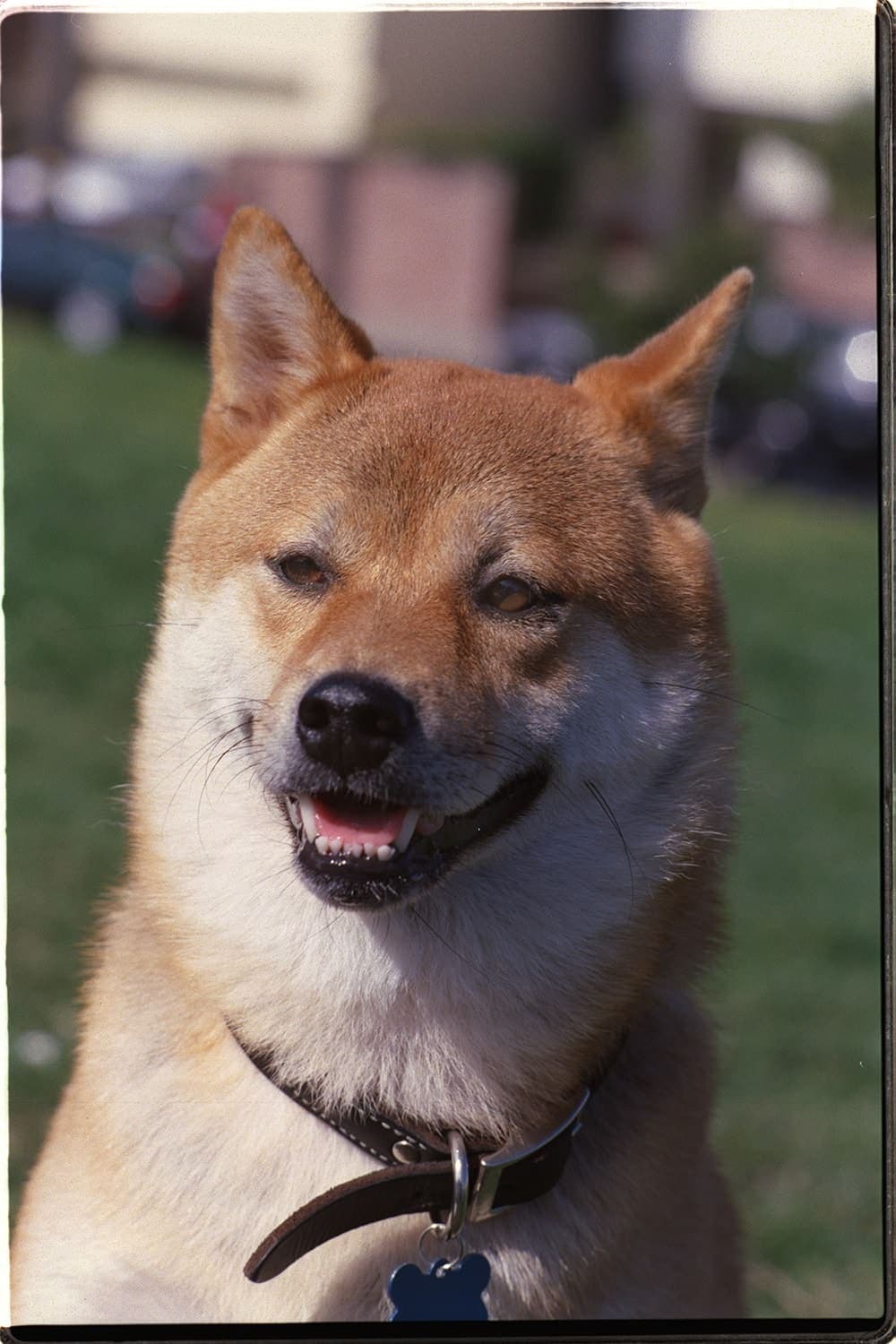 Close-up of a smiling Shiba Inu's face and chest outdoors, its red-and-white coat and curled ears clearly visible against a blurred green background.