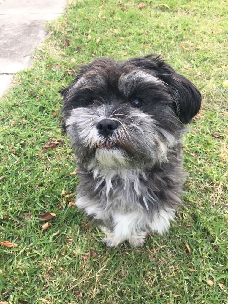 A black, gray, and white Shih Tzu sits upright on grass, facing the camera.