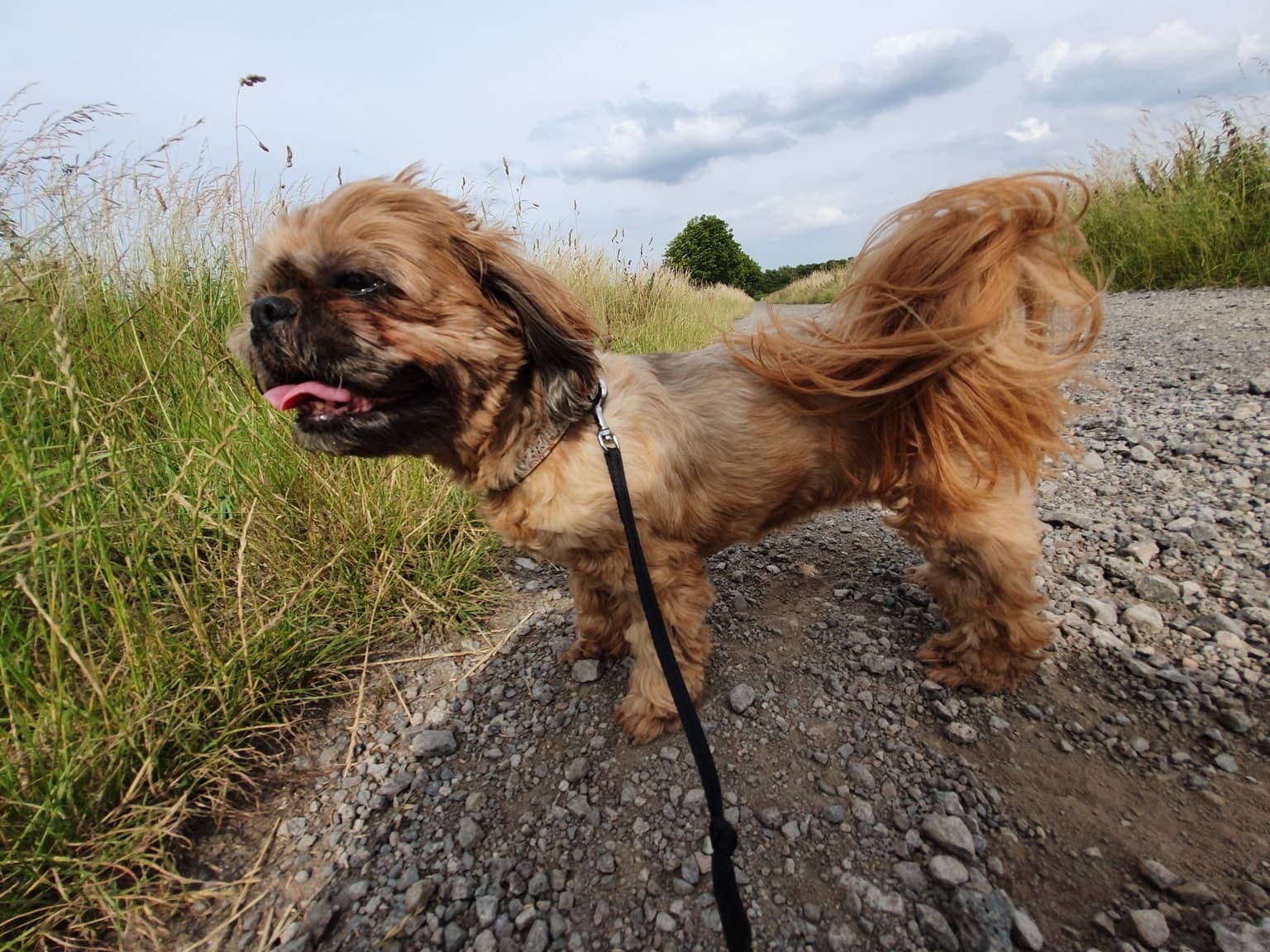 A golden Shih Tzu stands full-body on a gravel path with its long coat blowing in the wind, tongue out.