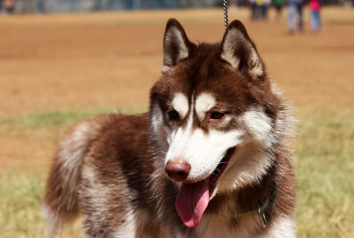 Close-up of a copper-and-white Siberian Husky's head and shoulders, showing its facial mask and thick neck ruff.