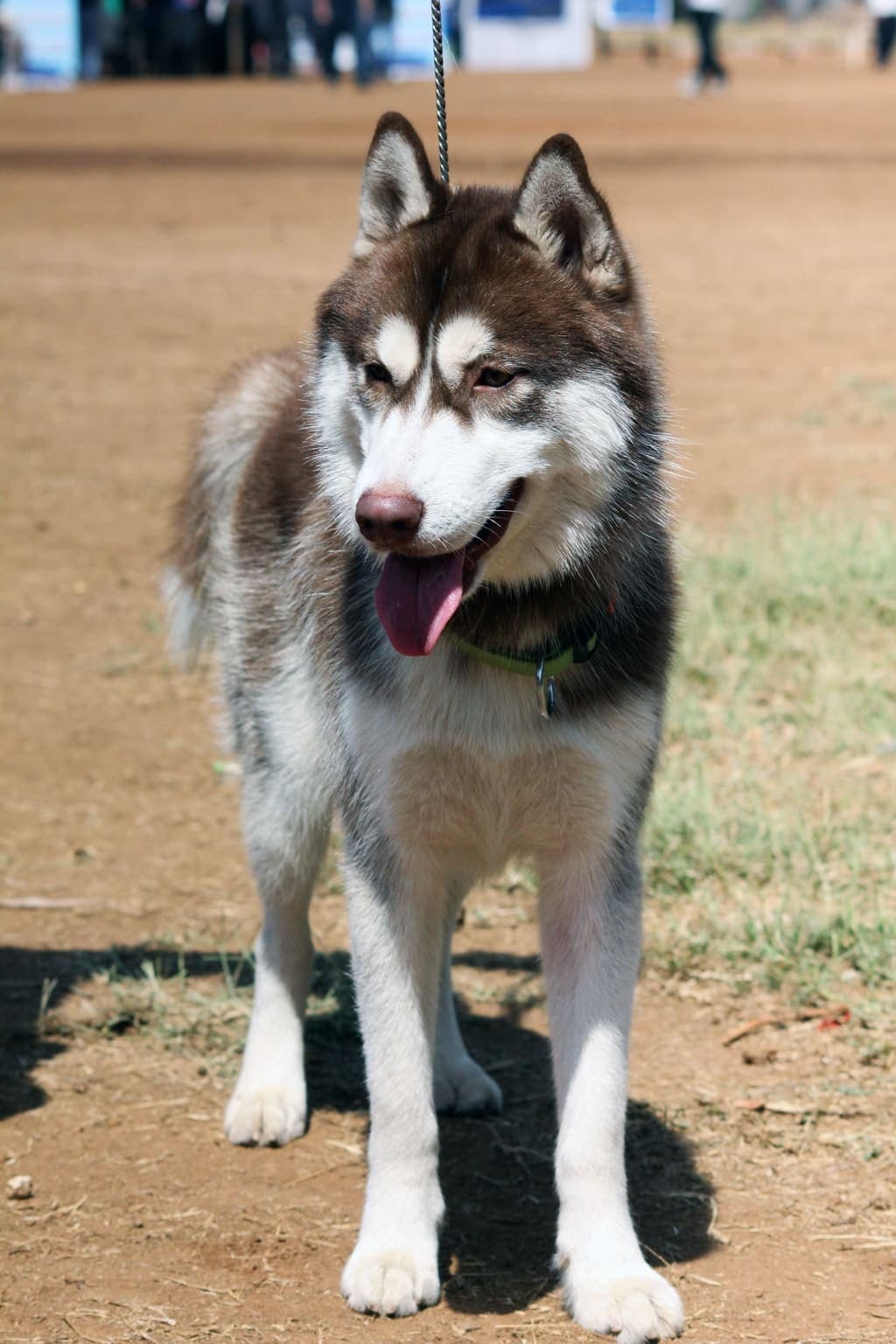 A grey-and-white Siberian Husky stands facing the camera on a dirt path, whole body visible with mouth open and tongue out.