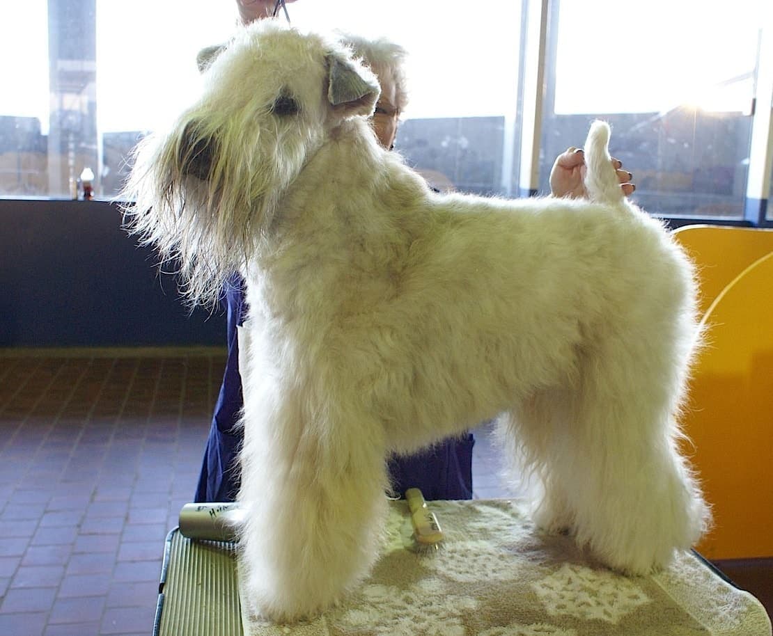 A Soft Coated Wheaten Terrier stands on a grooming table indoors, its fluffy cream coat freshly brushed.